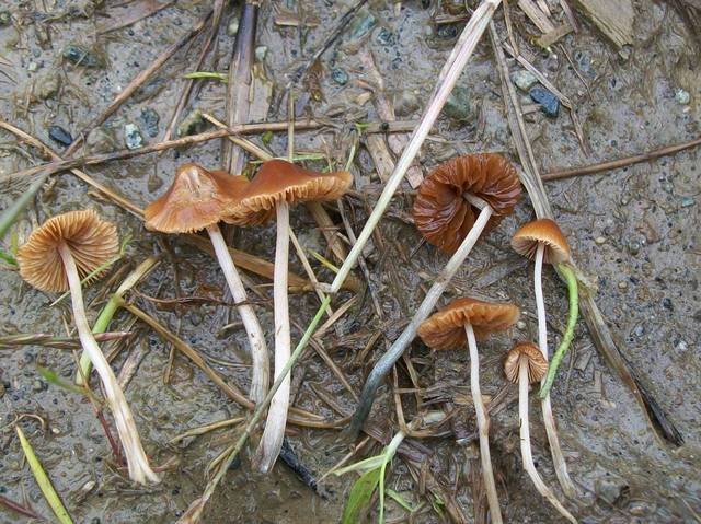 Conocybe cyanopus
