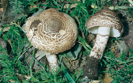 brunneoincarnata