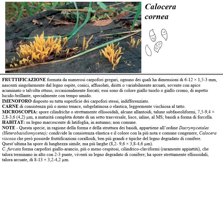 calocera cornea