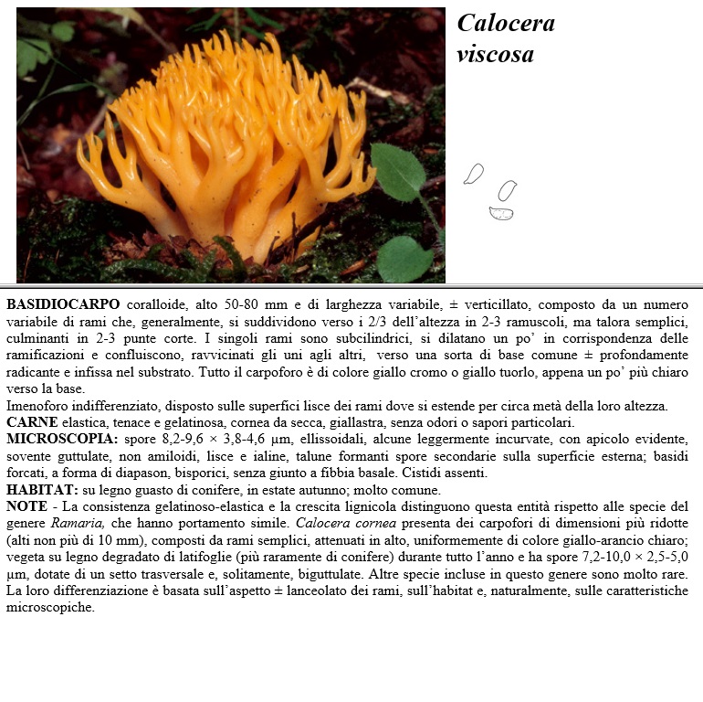 calocera viscosa