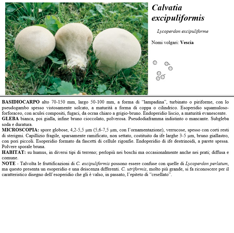 calvatia excipuliformis