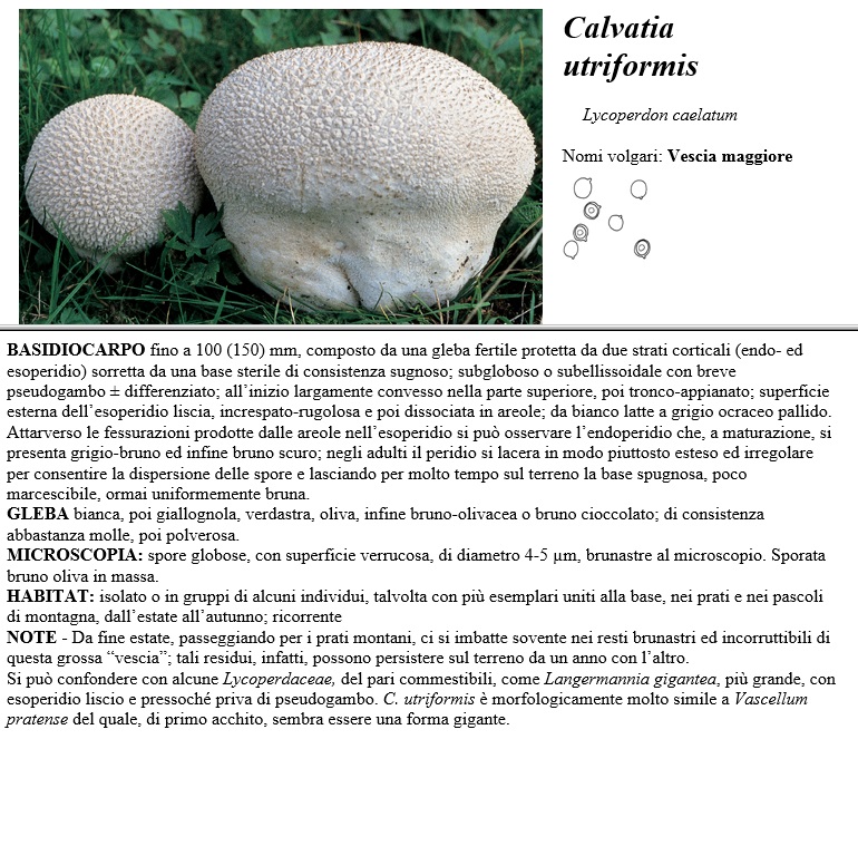 calvatia utriformis