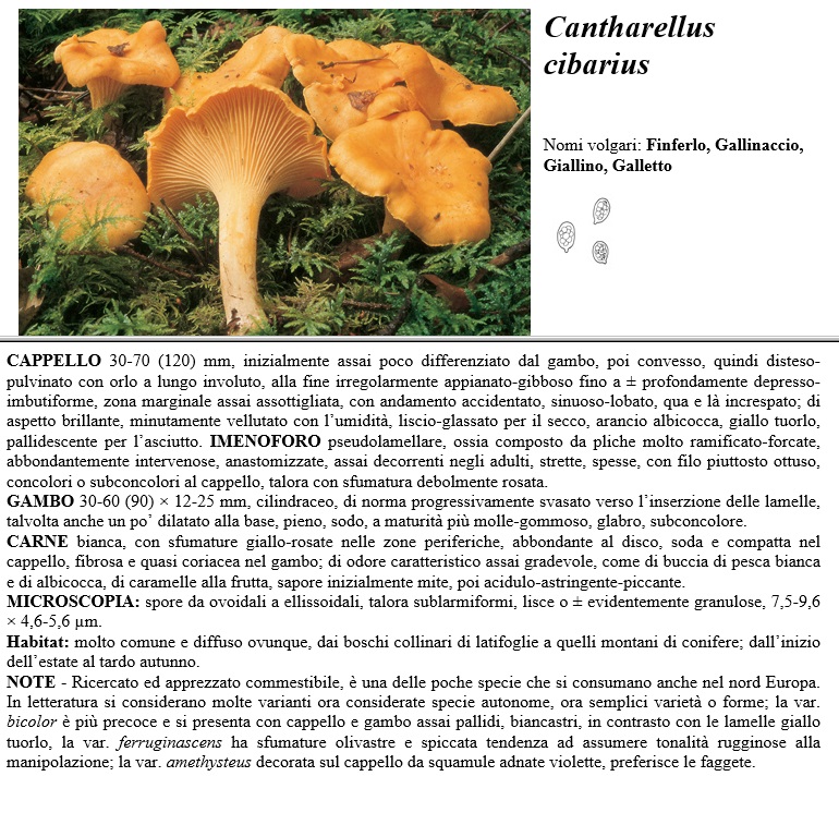 cibarius gallinaccio