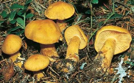 citrinofulvescens