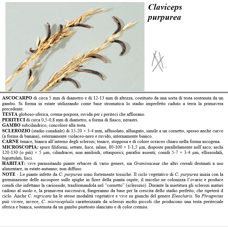 claviceps purpurea