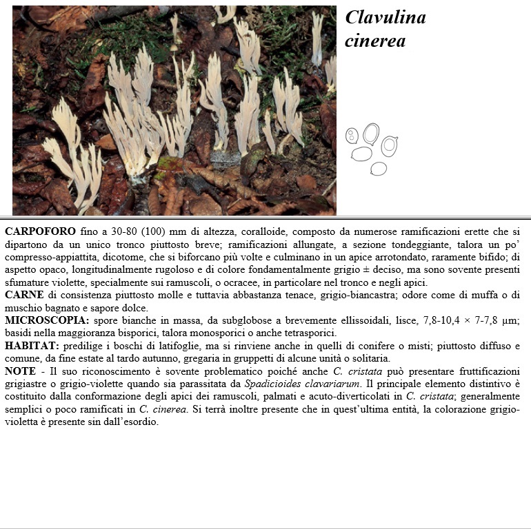clavulina cinerea