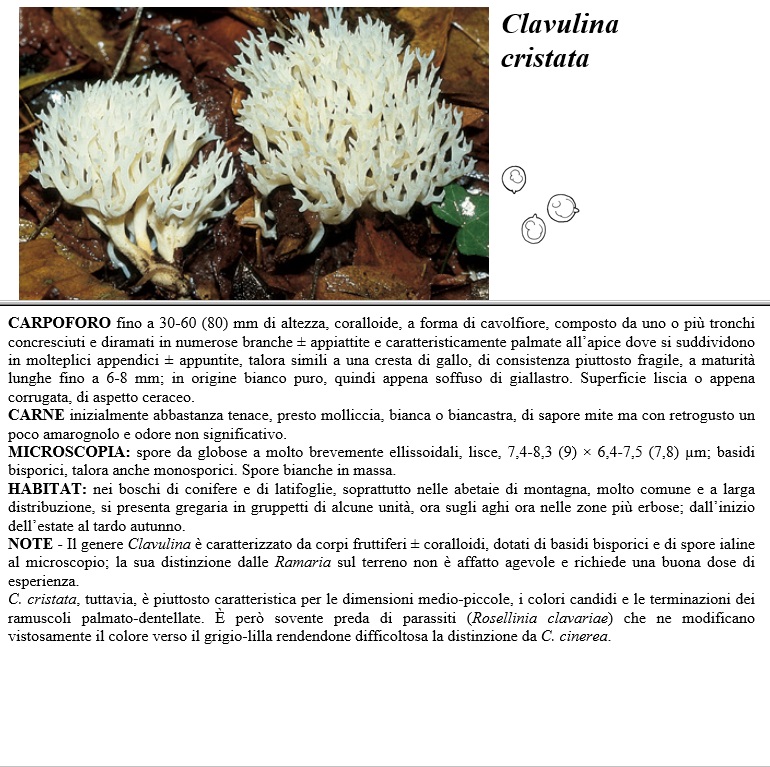 clavulina cristata