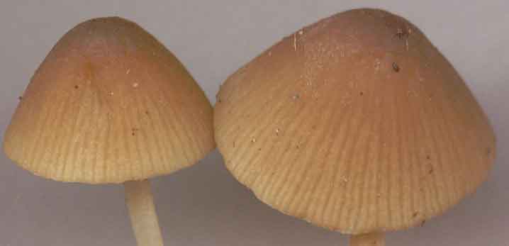 conocybe kuehneriana