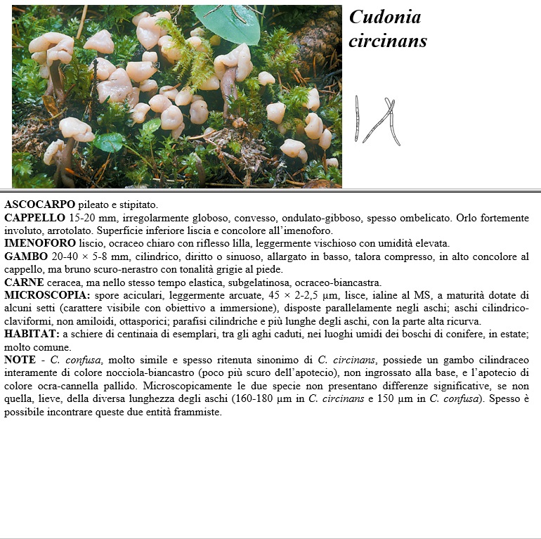 cudonia circinans