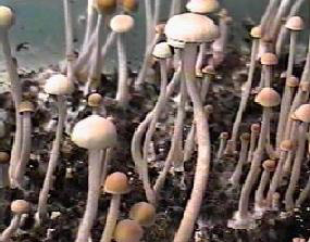 cyanescens