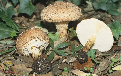 cystoaspera