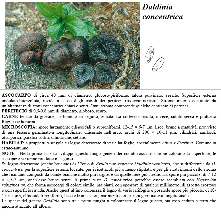daldinia concentrica