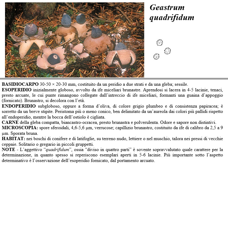 geastrum quadrifidum