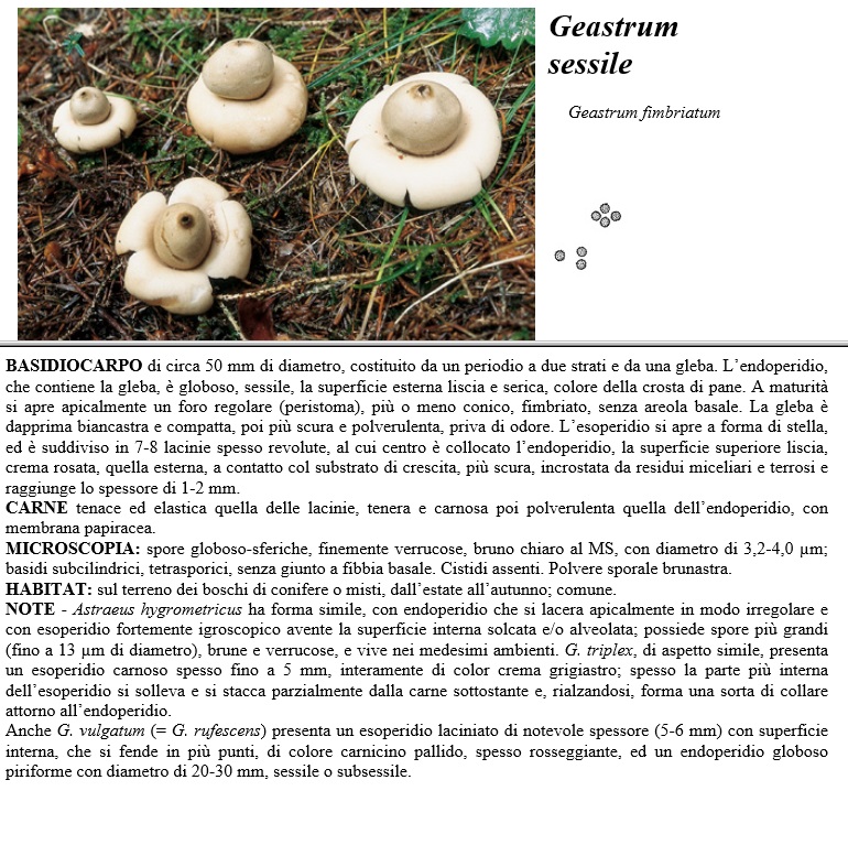 geastrum sessile