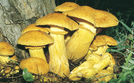 gymnopilus pectabilis