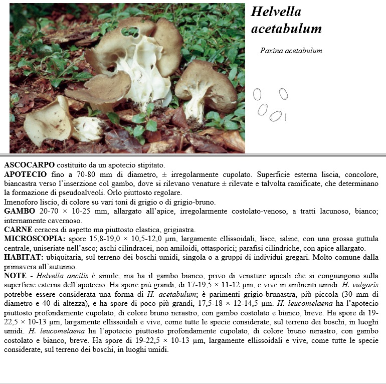 helvella acetabulum