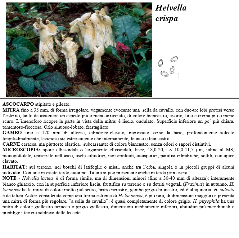 helvella crispa