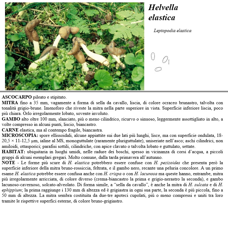 helvella elastica