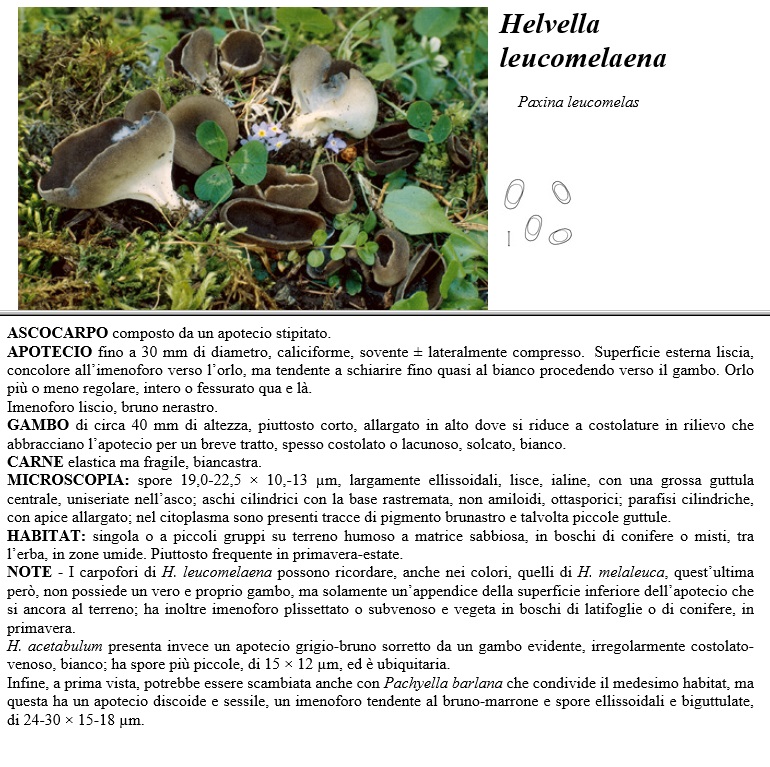 helvella leucomelaena