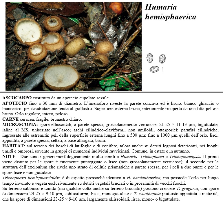humaria hemisphaerica