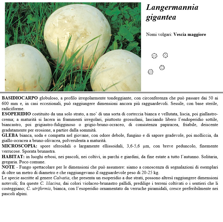 langermannia gigantea