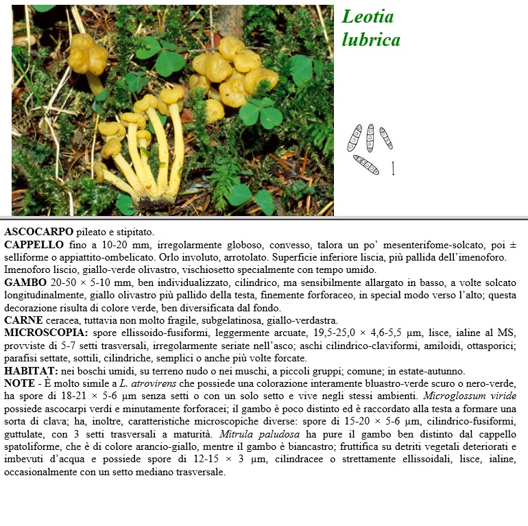 leotia lubrica