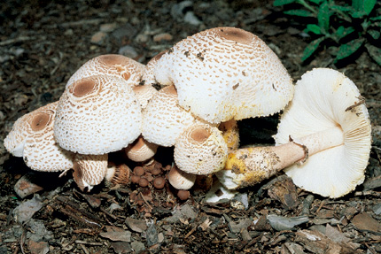 leucoagaricus bresadole