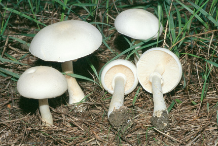 leucoagaricus leucothites