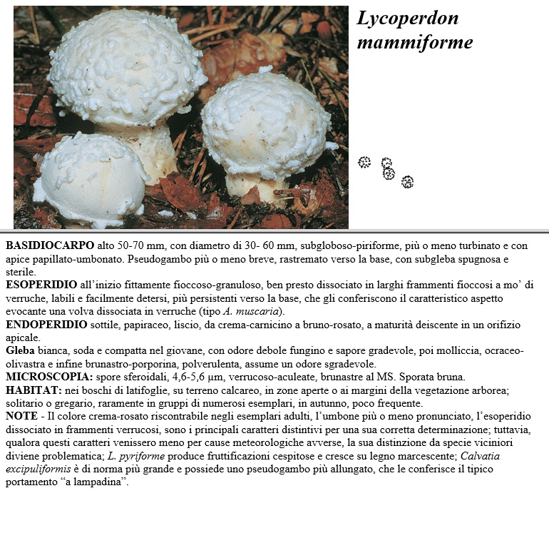lycoperdon mammiforme