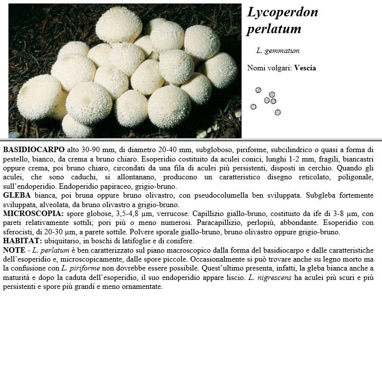 lycoperdon perlatum