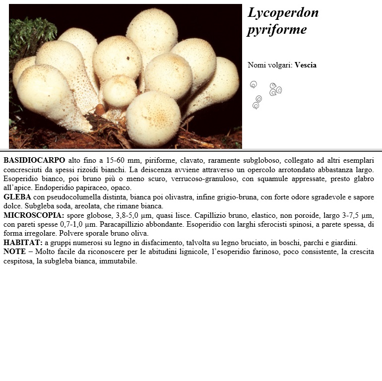 lycoperdon pyriforme