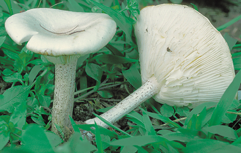 melanoleuca verrucipes