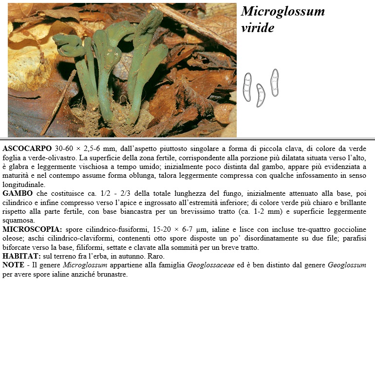 microglossum viride
