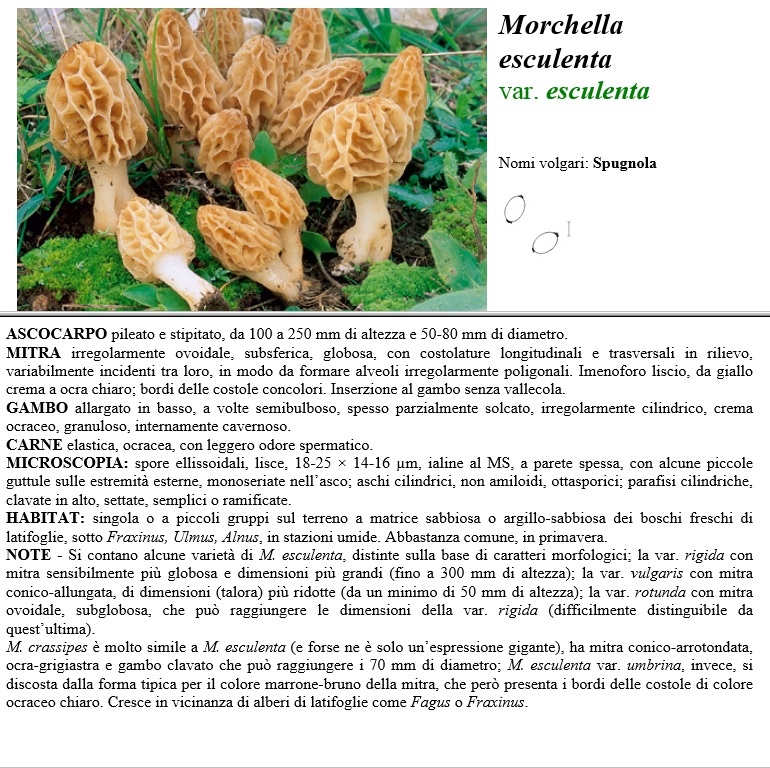 morchella esculenta