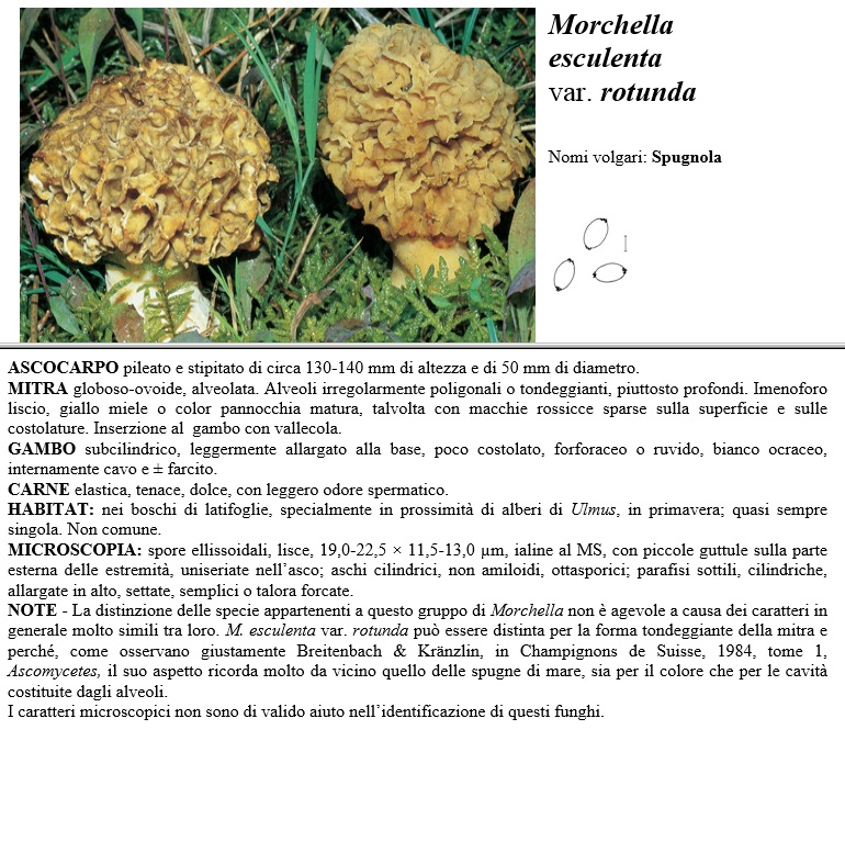morchella esculenta rotunda