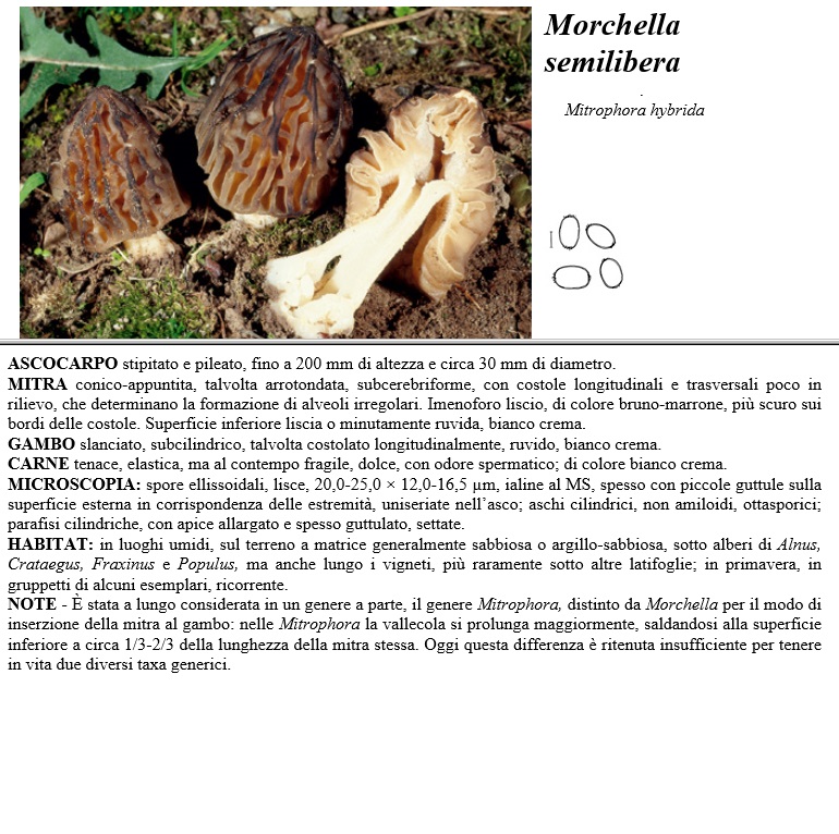morchella semilibera
