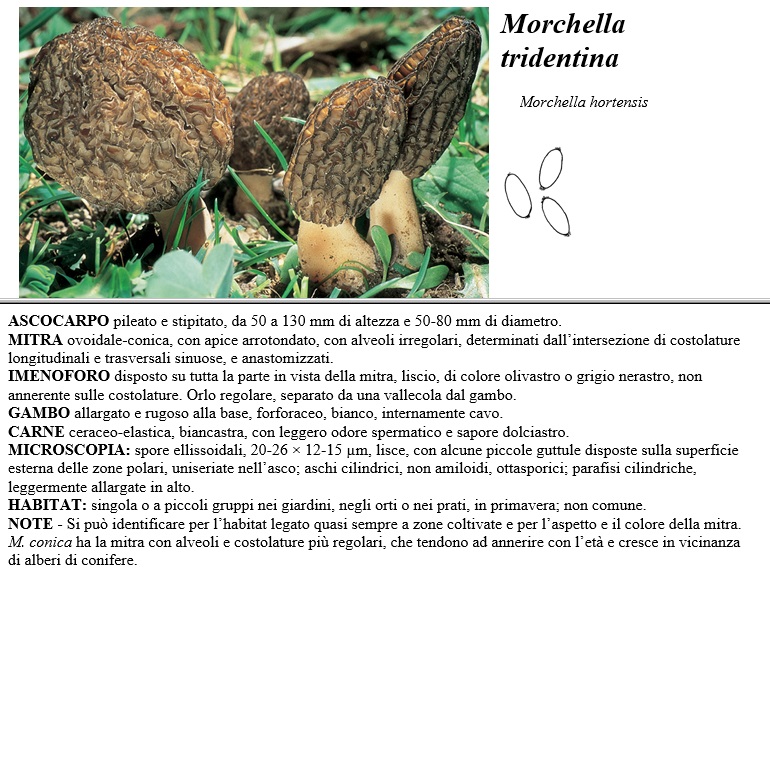 morchella tridentina