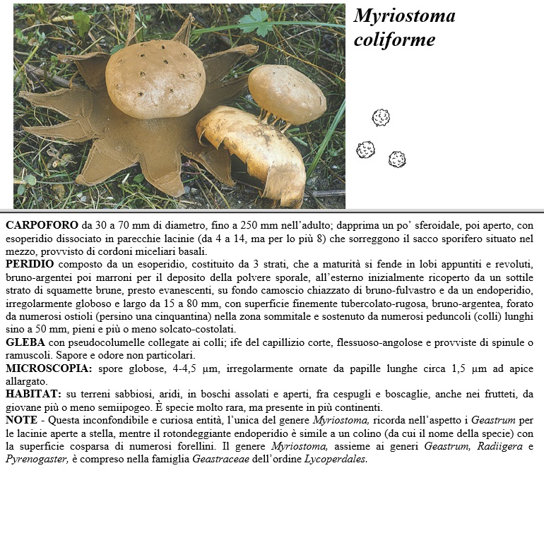 myriostoma coliforme