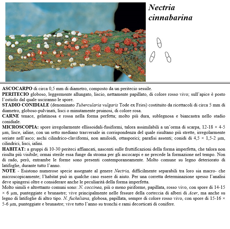 nectria cinnabarina