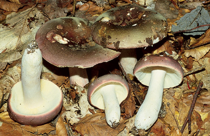 olivacea