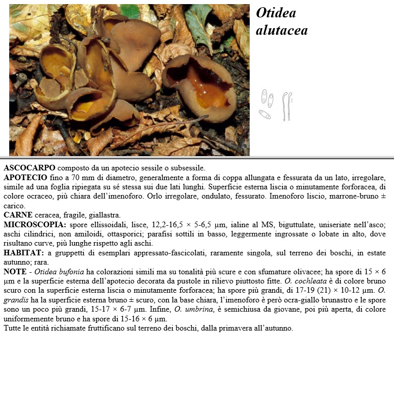 otidea alutacea