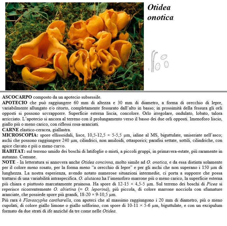 otidea onotica