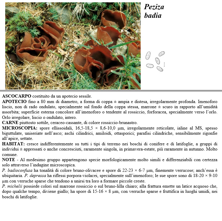 peziza badia