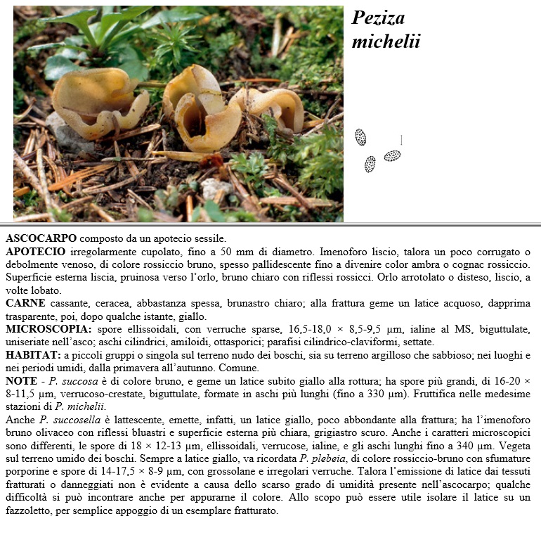 peziza michelii