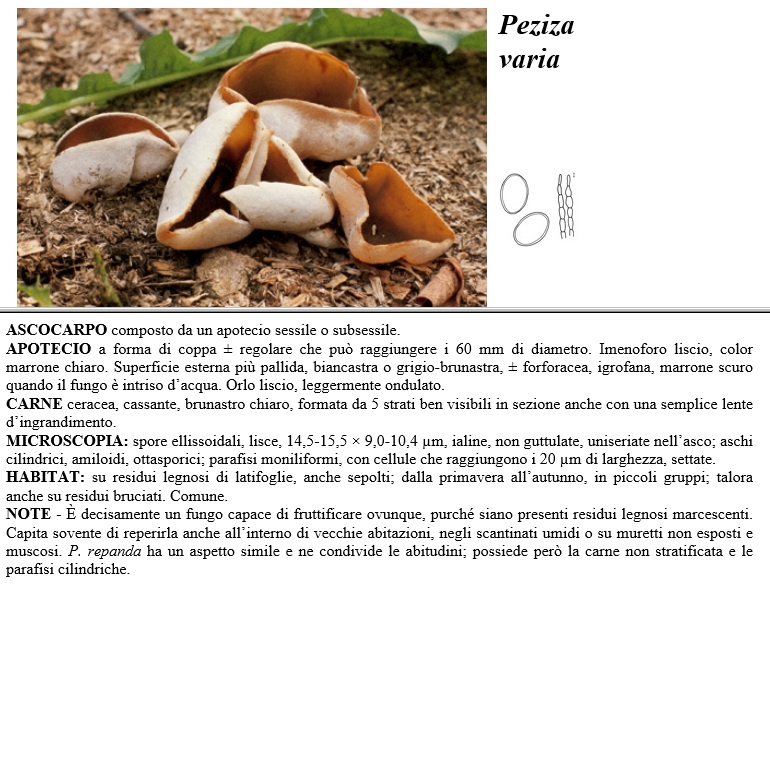 peziza varia