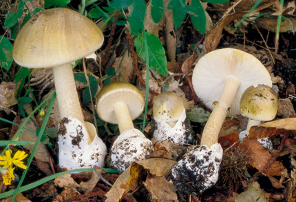 phalloides