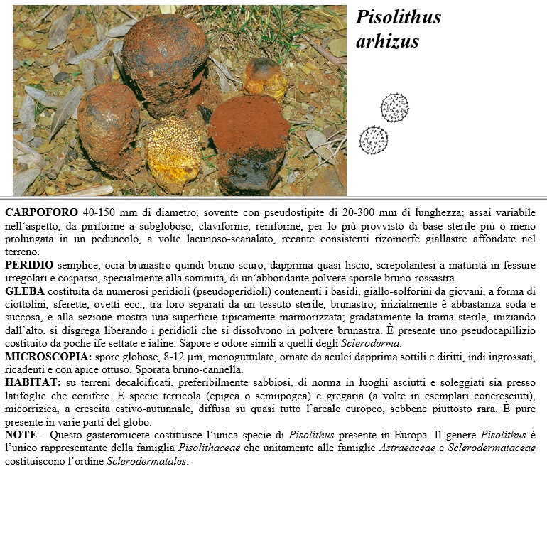 pisolithus arhizus