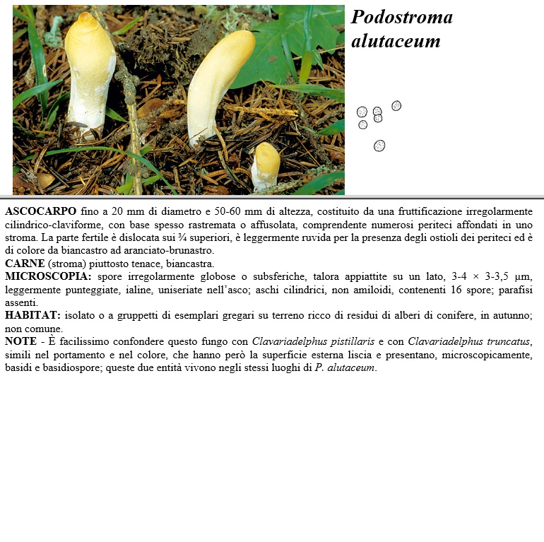 podostroma alutaceum