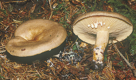 pyrogalus