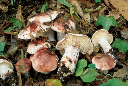 russula
